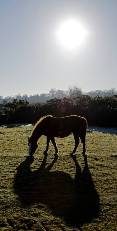 Original Fine Art Horse Photography by Glen Sweeney