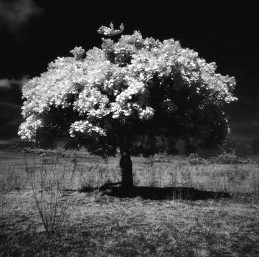 The tree of Life, Kenya, 2016 - Limited Edition of 15 thumb