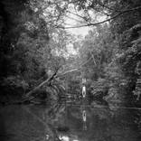 Head First, Endau Rampin, Malaysia - Limited Edition of 19 by Nicolas AUVRAY