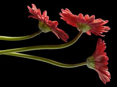 Original Floral Photography by Barry Seidman