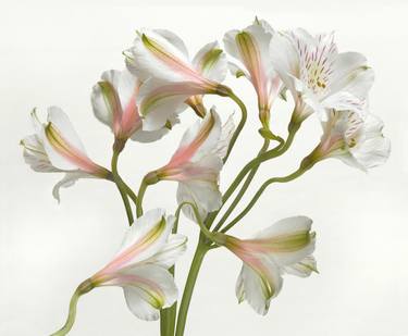 Original Floral Photography by Barry Seidman