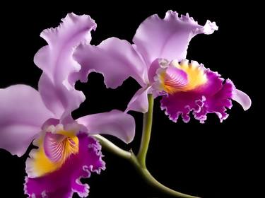 Purple Orchid - Limited Edition 1 of 15 thumb