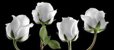 Four White Roses - Limited Edition 1 of 15 thumb