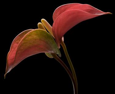 Original Conceptual Floral Photography by Barry Seidman