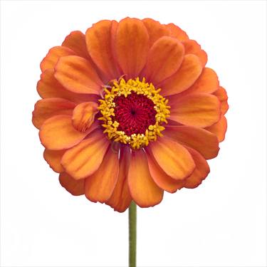 Zinnia - Limited Edition of 10 thumb
