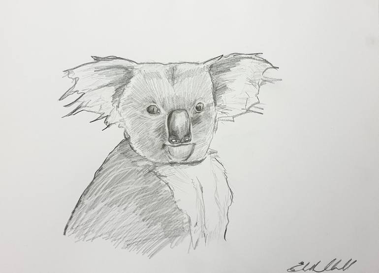 Koala Drawing by Liz H Lovell