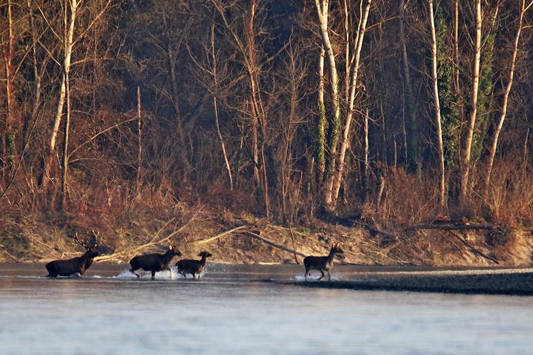 Deer Crossing the Wild River - Limited Edition 1 of 20 - Print
