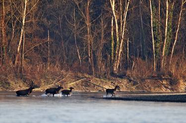 Print of Animal Photography by Goran Šafarek