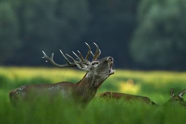 Print of Documentary Animal Photography by Goran Šafarek