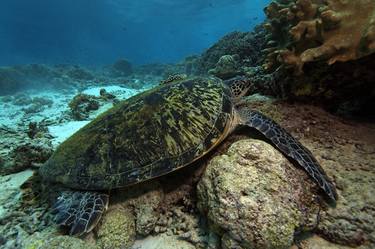 Sea turtle on the coral reef thumb