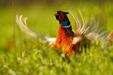 pheasant display thumb