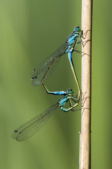 Mating if the damselflies thumb