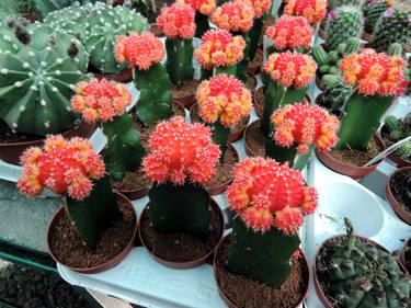 Cacti in bloom thumb