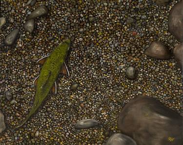 Brooktrout on gravel thumb