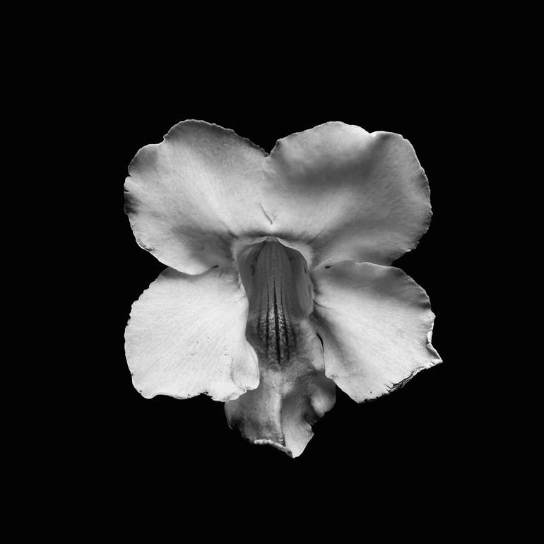 Original Floral Photography by Olga Ibadullayeva | Minimalism Art on Paper | Velvet Bloom No. 2 - Minimalist Black & White Botanical Art