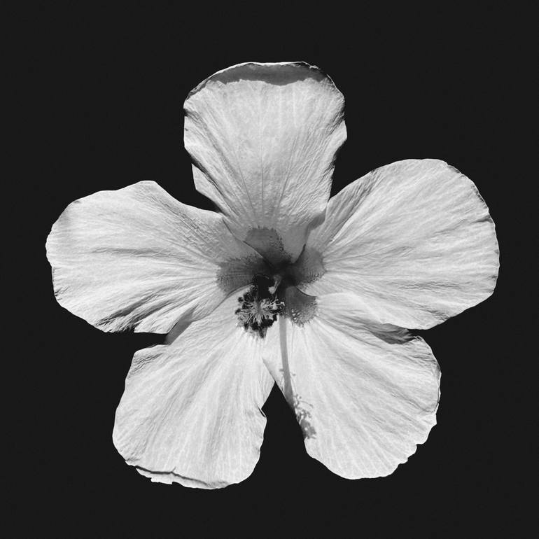 Original Botanic Photography by Olga Ibadullayeva | Black & White Art on Paper | Velvet Hibiscus No. 1 - Minimalist B&W