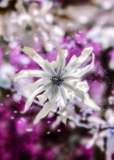 Original Fine Art Floral Photography by Erika Zolli