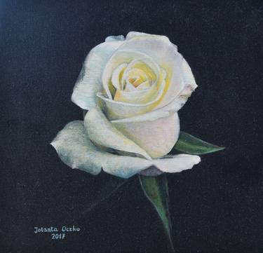Beautiful white rose 2 thumb