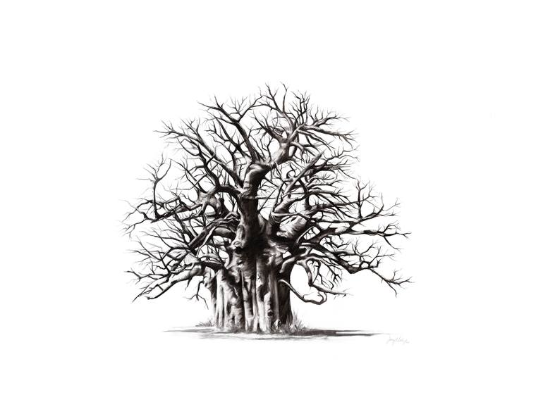 baobab tree drawing