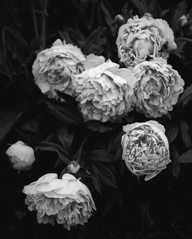 peony in bloom thumb