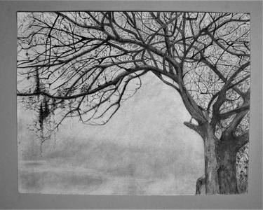 Print of Realism Tree Drawings by Glen Carlin