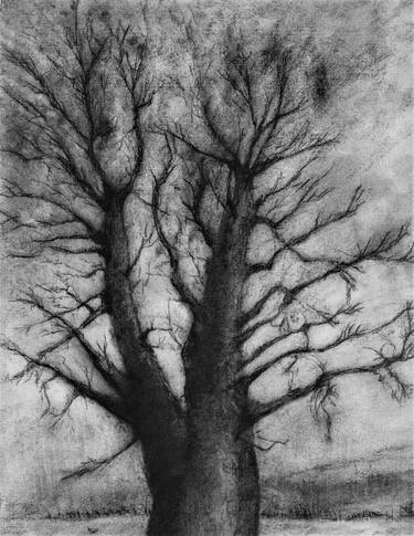 Print of Realism Tree Drawings by Glen Carlin