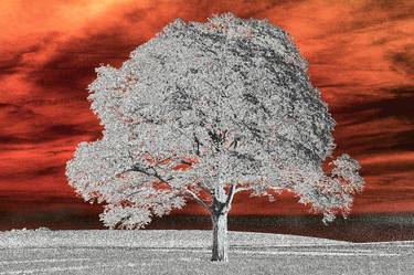 Print of Tree Photography by Piotr Jaczewski