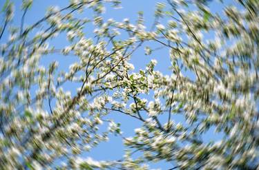 Print of Floral Photography by Piotr Jaczewski