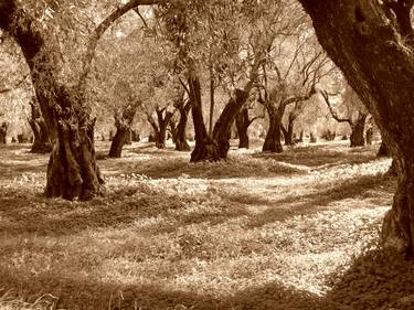 Olive Grove In Sepia thumb