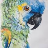 Loro Cabeza Azul by Daniel Pena Bresciani