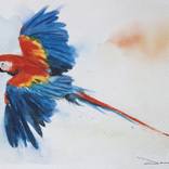 Guacamayo Rojo y Azul en Vuelo by Daniel Pena Bresciani