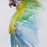 Guacamayo Militar by Daniel Pena Bresciani