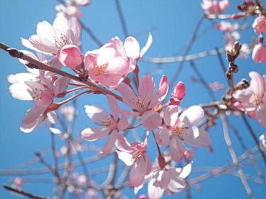 Sakura in Spring - Limited Edition 1 of 10 thumb