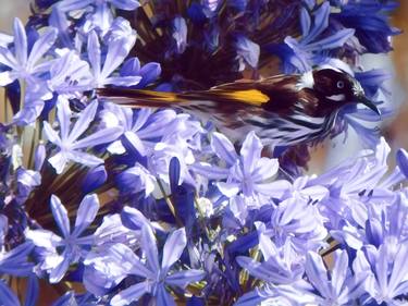 Lilac Honeyeater - Limited Edition 1 of 10 thumb