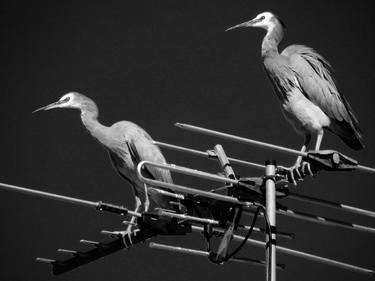 Print of Fine Art Animal Photography by Wendy Goodwin