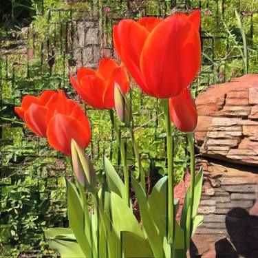 Blazing Tulips - Limited Edition 1 of 10 thumb