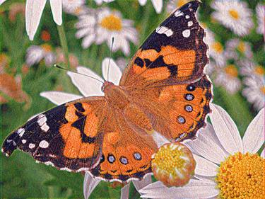 Australian "Painted Lady" Butterfly - Limited Edition 1 of 10 thumb