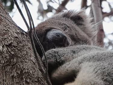 Koala - Treetop Dreams - Limited Edition 1 of 10 thumb