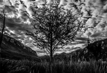 Print of Botanic Photography by Fratelli Pizarro