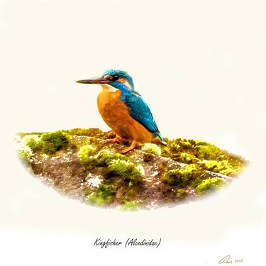 Print of Fine Art Animal Photography by Christopher Cosgrove