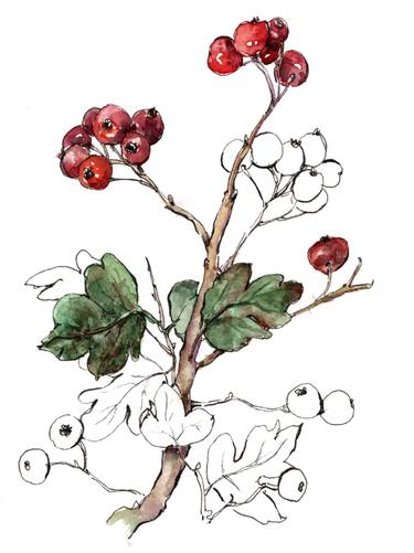 Print of Illustration Botanic Paintings by Kateryna Kondratyeva