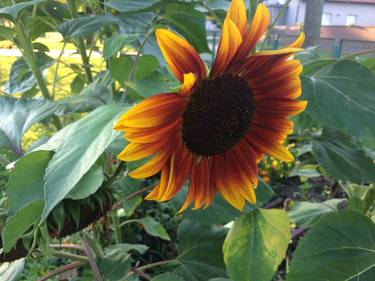 Osijek Sunflower thumb