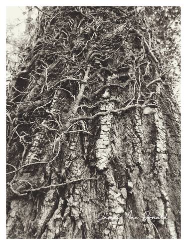 Print of Tree Photography by James Mac Donald