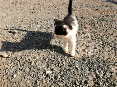Kitten following her shadow thumb
