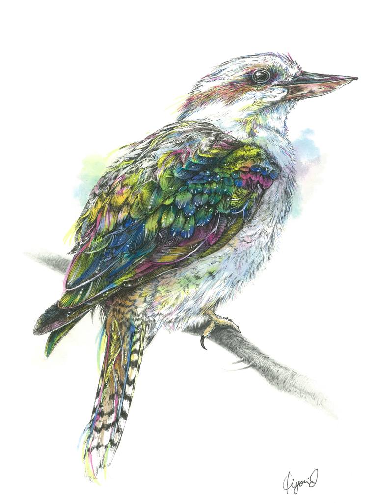 kookaburra - Print