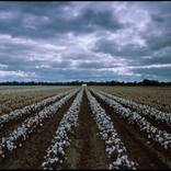 A Cotton Bale by Damian Seagar