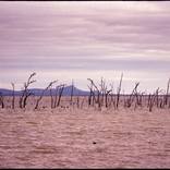 Lake Brewster #2 by Damian Seagar