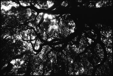 Kapiti Island Tree Canopy #5 thumb