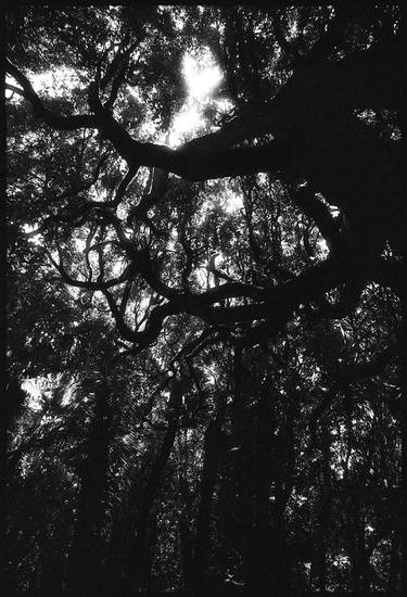 Kapiti Island Tree Canopy #3 thumb