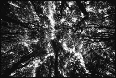 Kapiti Island Tree Canopy #2 thumb